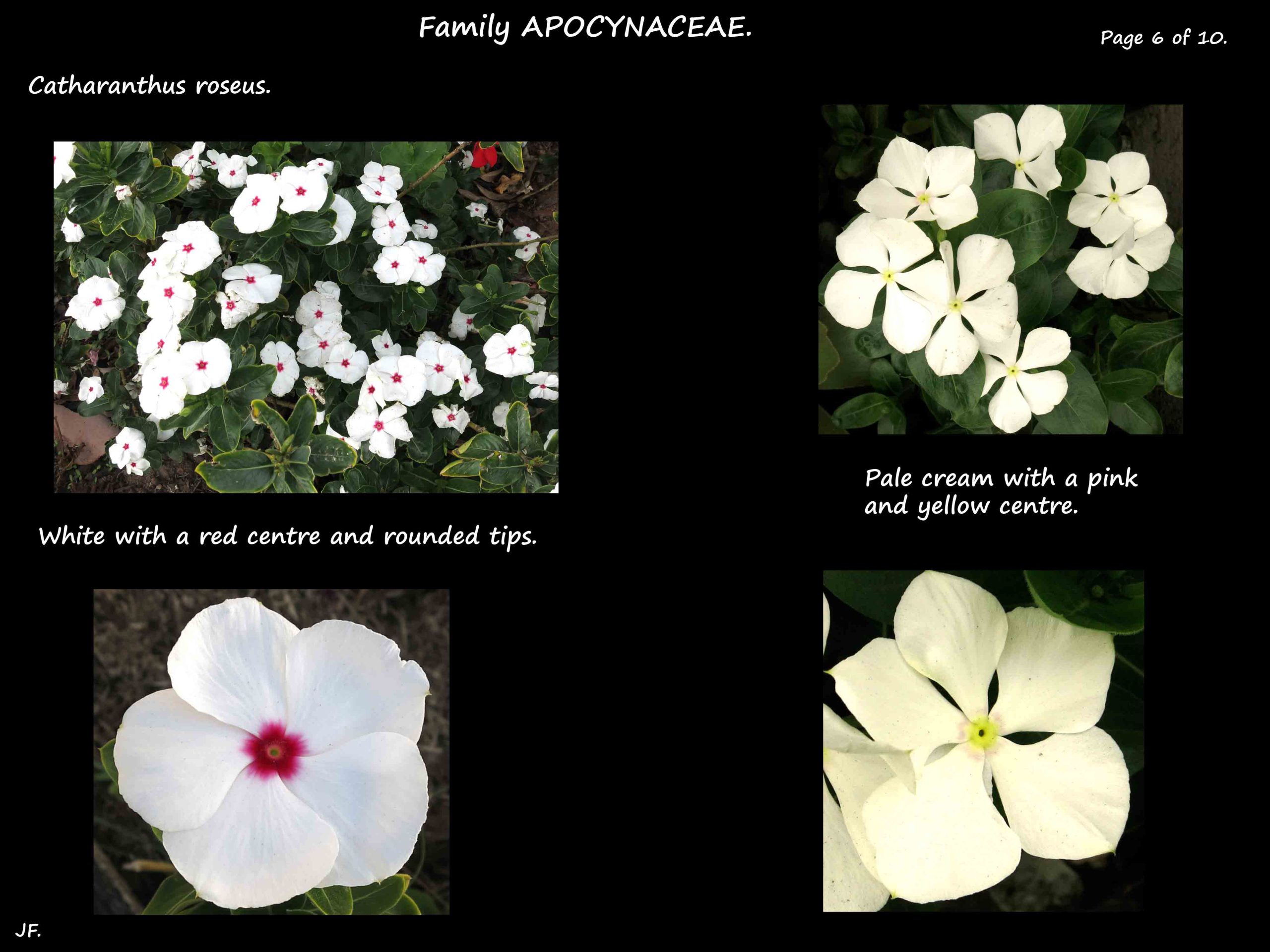 6 White Catharanthus
